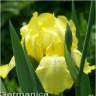 Photo de fleur iris des jardins desert song