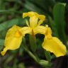 Photo d'Iris Faux-Acore - Iris pseudacorus