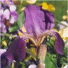 Photo de fleur iris nain des jardins