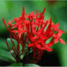 Photo de fleurs d'ixora coccinea