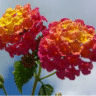 Photo de Camara commun - Lantana camara