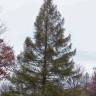 M�l�ze d'Europe - Larix decidua
