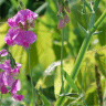 Photo de fleurs de pois vivace - Lathyrus latifolius