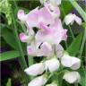 Photo de fleurs de pois de senteur lilac
