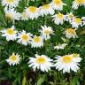 Grande marguerite - Leucanthemum maximum