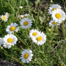 Photo de fleurs de leucanth�mes - Leucanthemum vulgare