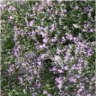 Photo de fleurs de statices - Limonium