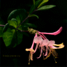 Photo de ch�vrefeuille grimpant - Lonicera heckrottii