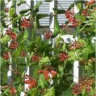 Image des fleurs de ch�vrefeuille de tartarie