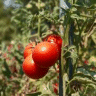 Photo de tomates - Lycopersicon esculentum