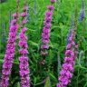 Photo des fleurs de salicaires