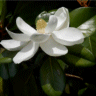 Magnolier � grandes fleurs - Magnolia grandiflora