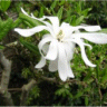 Photo de fleur de magnolia �toil� - Magnolia stellata