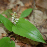 Photo de fleurs de Ma�anth�me du Canada - Maianthemum canadense