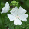 Image de fleurs de mauve musqu�es blanches (alba)