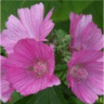 Photo de fleurs de mauve musqu�e