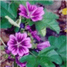 Photo de la fleur de mauve sylvestris z�brina