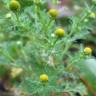 Matricaire odorante - Matricaria matricarioides