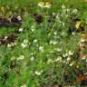 Camomille sauvage - Matricaria recutita