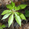 Photo de m�d�ole de Virginie - Medeola virginiana