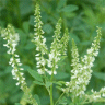 Photo de fleurs de m�lilot blanc - Melilotus alba