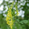Photo de fleurs de m�lilot officinal - Melilotus officinalis