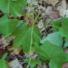 Photo de m�nisperme du Canada - Menispermum canadense