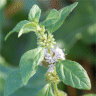 Photo de menthe aquatique - Mentha aquatica