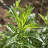 Photo de menthe poivr�e - Mentha piperita