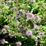Photographie de pouliot - Mentha pulegium