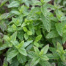 Photo de menthe verte - Mentha spicata