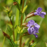 Photo de mimule � fleurs entrouvertes - Mimulus ringens