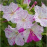 Photo de fleur de mirabillis - Quatre heures