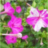 Photo de fleurs de mirabillis - Belle de nuit