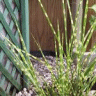 Photo du feuillage de miscanthus zebrinus