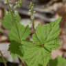 Photo de fleurs de mitrelle � deux feuilles - Mitella diphylla
