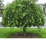 Photo d'un arbre M�rier blanc pleureur - Morus alba pendula