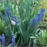 Photo des fleurs de muscari armeniacum