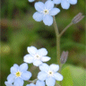 Photo de ne m'oublie pas - Myosotis linnaeus