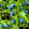 Photo de fruits de Myrthe - Myrtus communis