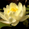 Photo de lotus jaune - Nelumbo lutea