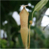 Photo de plante � urnes - Nepenthes gracillima