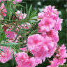 Photo de fleurs de laurier rose - Nerium oleander