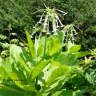 Photo de tabac d'ornement - Nicotiana sylvestris