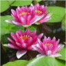 Photo de fleurs de n�nuphars escarmouches