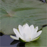 Photo de fleur de n�nuphar blanc - Nymphaea odorata