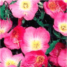 Photo de fleurs d'oenoth�re