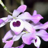 Photo de la fleur d'orchid�e dendrobium