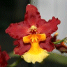 Photo d'une orchid�e odontocidium