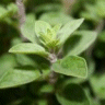 Photo d'origan - Origanum vulgare
